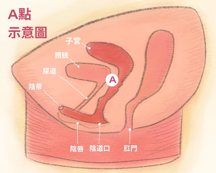 女性骨盆腔剖面圖_A點_0 A點示意圖