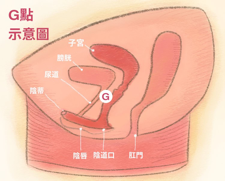 女性骨盆腔剖面圖_G點_0 G點示意圖