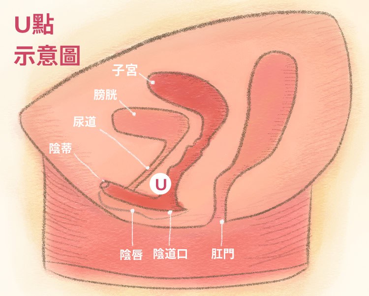 女性骨盆腔剖面圖_U點_0 U點示意圖