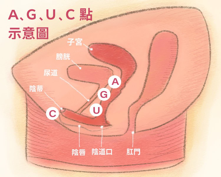 女性骨盆腔剖面圖_畫 AGUC點示意圖