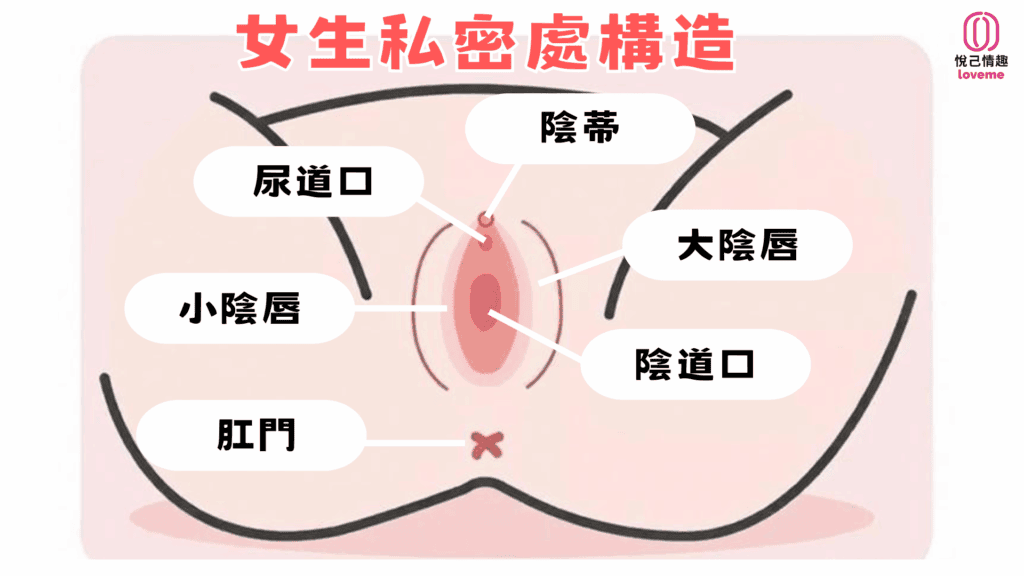 女生私密處構造