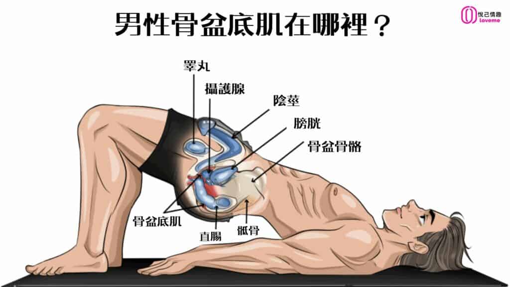 男性骨盆底肌